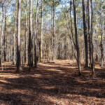 114 Acres Of Prime Hardwoods Hunting Tallapoosa County Alexander