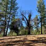 Ideally Picturesque Somerset CA El Dorado County Land For Sale